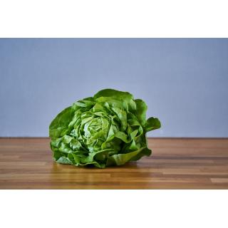 kopfsalat grün