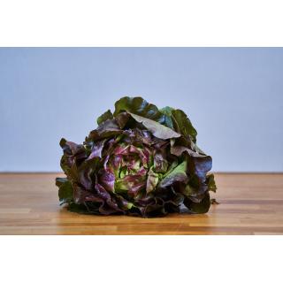 kopfsalat rot