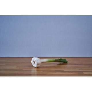 junger knoblauch